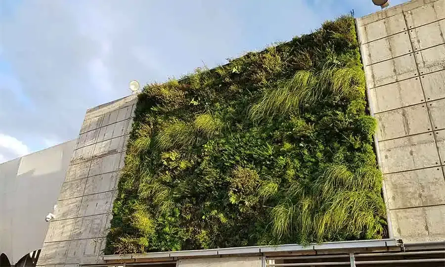 Muro verde nativo en la fachada de hormigón del Estadio Germán Becker, Temuco