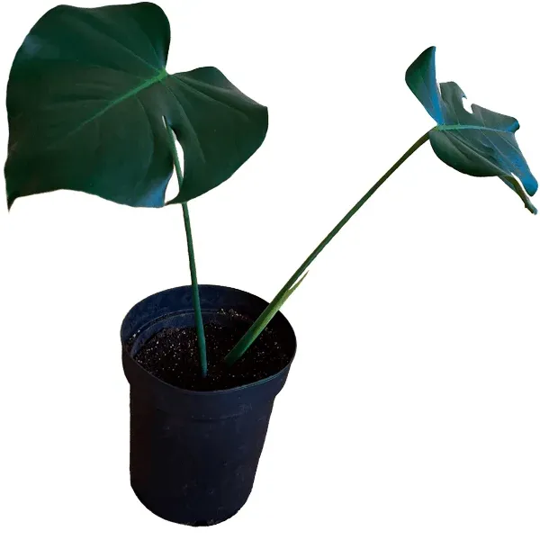 Monstera deliciosa para tu hogar