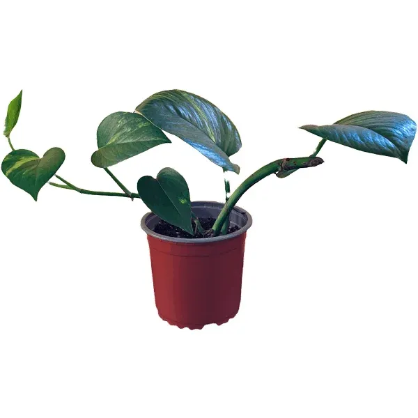 Photus scindapsus planta trepadora para tu hogar u oficina
