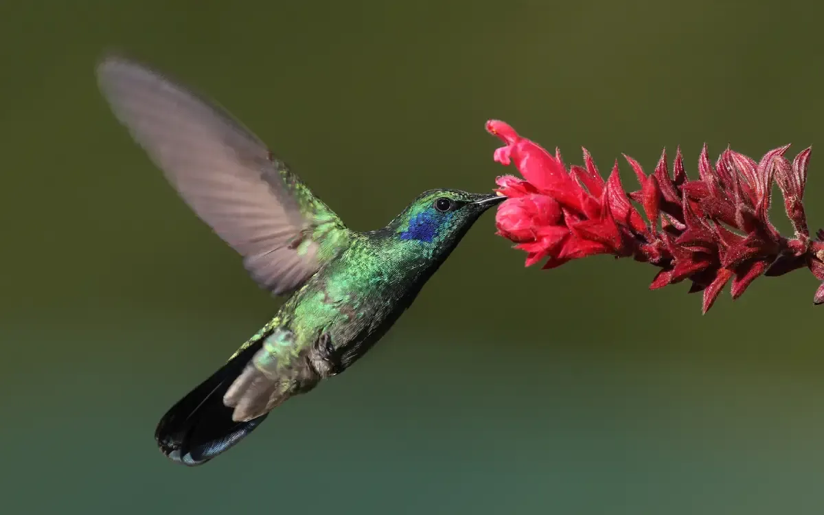 Colibri-para tu jardín