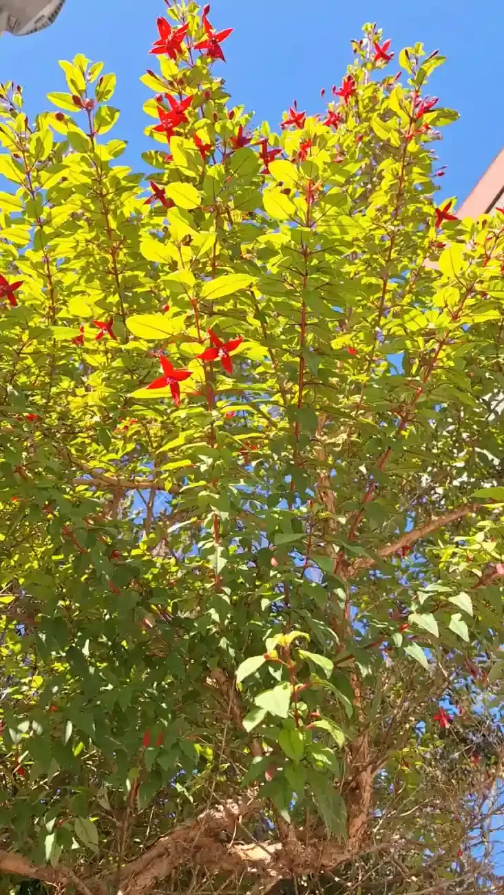 fuchsia magallanica para tu jardín-atrae colibríes