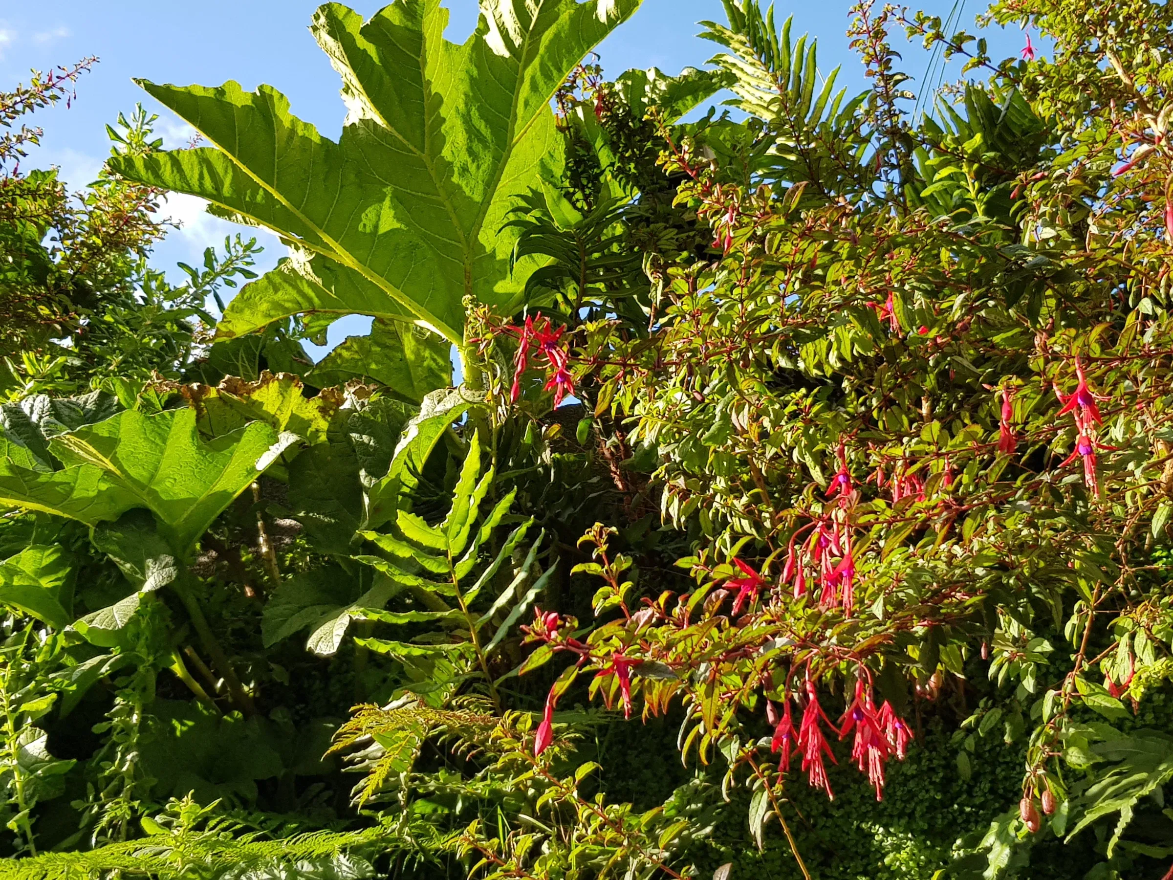 Plantas nativas en tus fachadas
