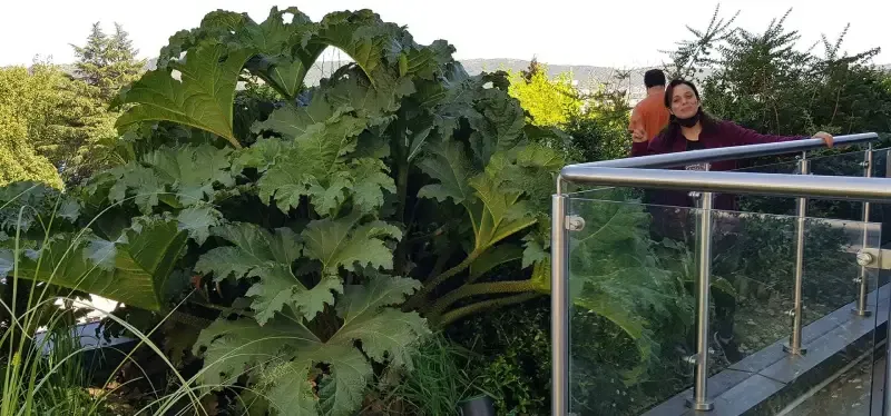 Techo verde con nalcas en el edificio MINVU de Talca