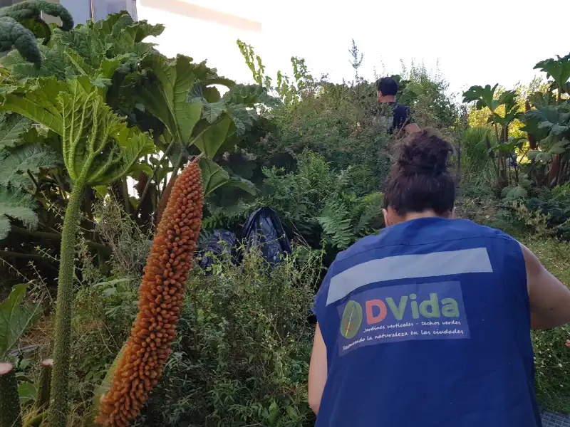 mantencion-de-areas-verdes-y-jardines-temuco